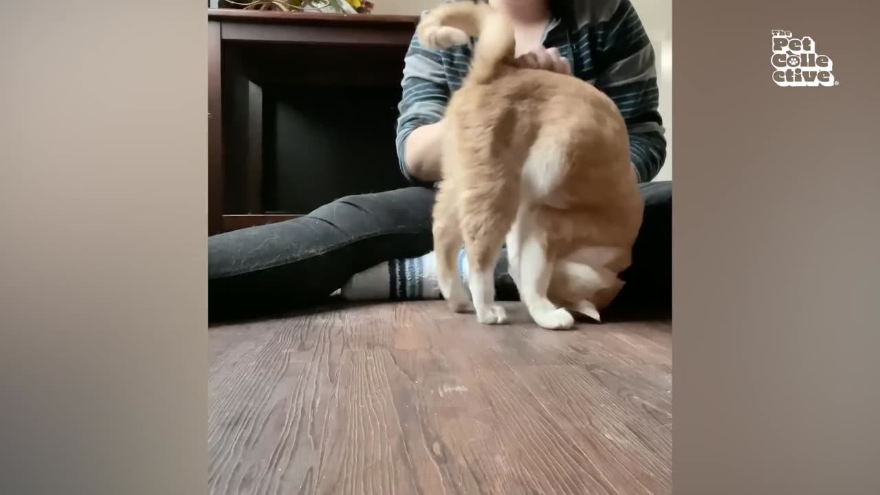 Funniest Cats 2025 😹 | Cute and Funny Cat Fails Compilation