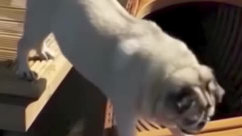 Cute cat funny moments playing 😂😂 must watch 😂😂😂😂😂