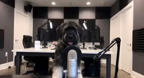 Dog Anger Management