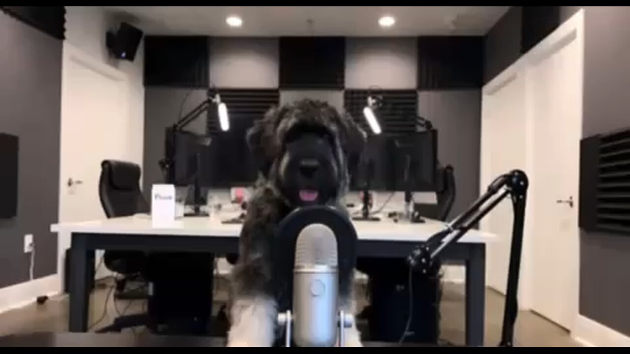 Dog Anger Management