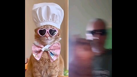 All Kitty Wants is a Bit of Bread SO CUTE Kitty Cat Meow LOL