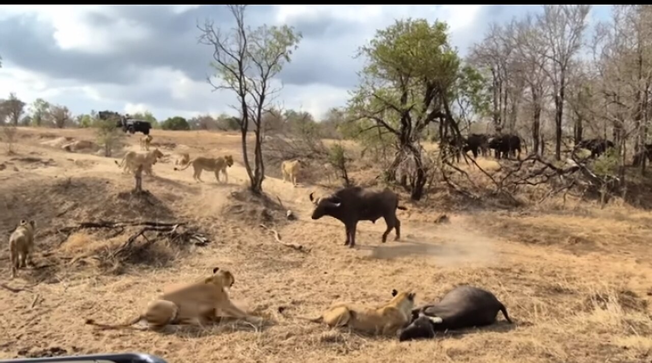 An EPIC SIGHTING! Battle between lions and buffalo 🦁🐃🤠