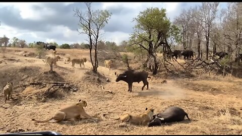 An EPIC SIGHTING! Battle between lions and buffalo 🦁🐃🤠