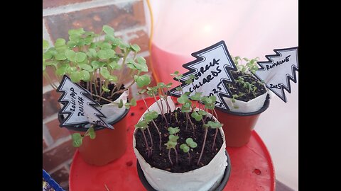 52 Sundays - Things are Popping Up All Over!