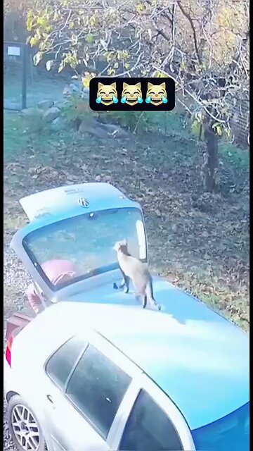 Love All Life Always #352 - The Never Ending Cat Saga Of Non Intended Destruction And Mayhem 🤣🤣🤣