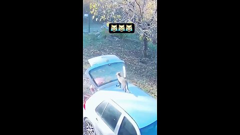 Love All Life Always #352 - The Never Ending Cat Saga Of Non Intended Destruction And Mayhem 🤣🤣🤣