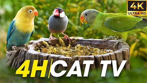 Nature's TV for Cats: Watch Birds and Squirrels All Day - Birds For Cats To Watch