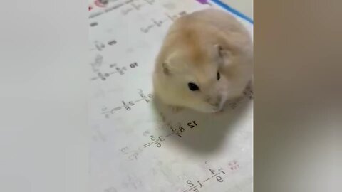 Hamster Core
