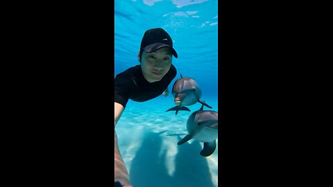 (Sora2 Video)Swim with dolphins on a trip to Jamaica 🇯🇲🇯🇲