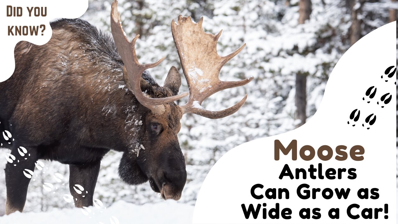 Did you know Moose antlers can grow as wide as a car?