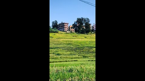 Paddy Field -Khokana