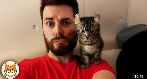 When You Have a Dramatic Cat 😂 Funny Cat Videos 2025