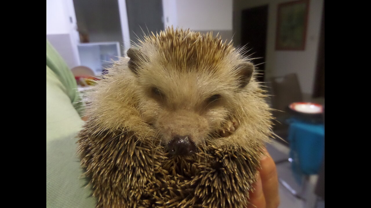 Ein Maltesischer Igel