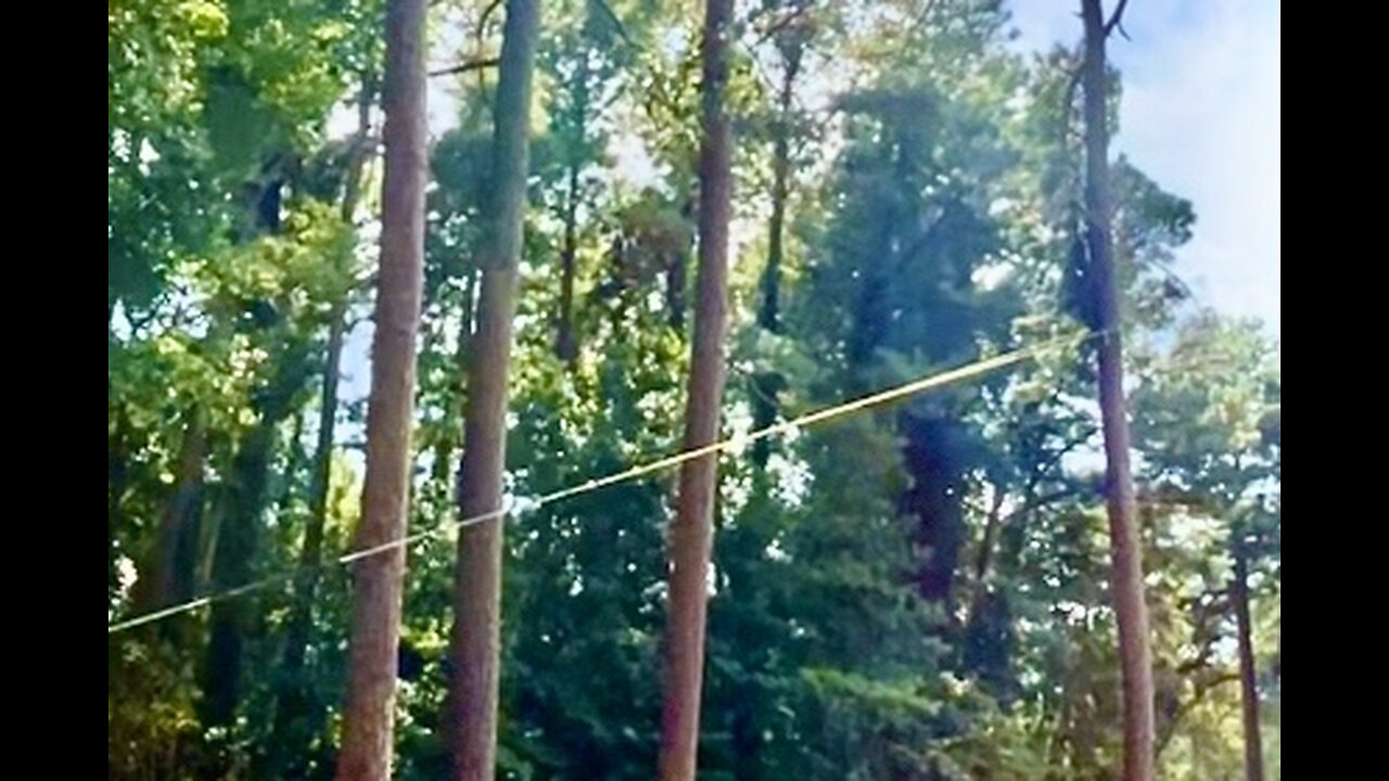 Cutting down more trees on our property