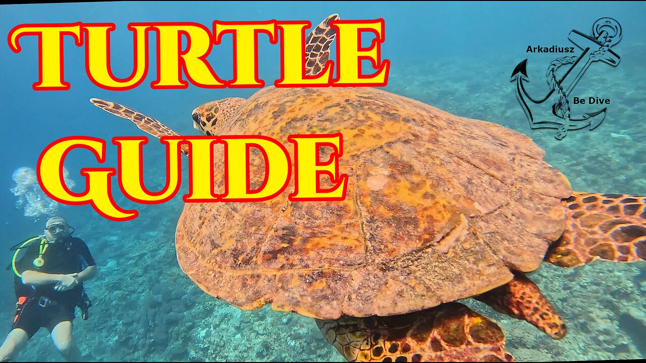 Turtle Guide | Philippines | Apo Reef | Mabuti Dive Site