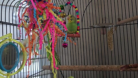 Thirty-three Day Old Budgie Plays in the Big Cage for Some Play Time with Dad and Uncle Snoopy