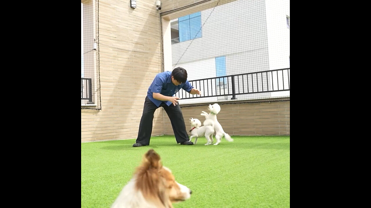 Guarderías para perros viven un auge en Corea del Sur mientras caen las tasas de natalidad