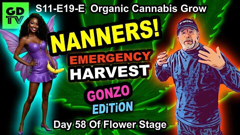 S11-E19-EMERGENCY Harvest: Day 58 of Flower: Nanners on Cannabis: Week 9 of Flower: Colette Hermied