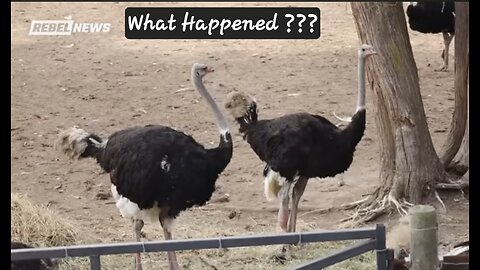 What REALLY Happened at the Ostrich Farm Massacre? (New Documentary)