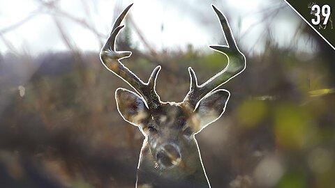 BIG RUTTING BUCK at 5 YARDS! - West Virginia Public Land Deer Hunt