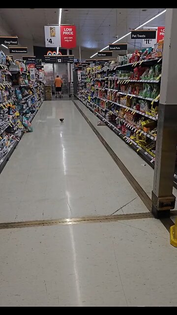 Pigeon shopping in Australia