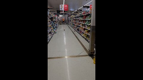 Pigeon shopping in Australia
