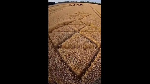 Kruhy v obilí, holografická inteligence, torzní pole a kymatika