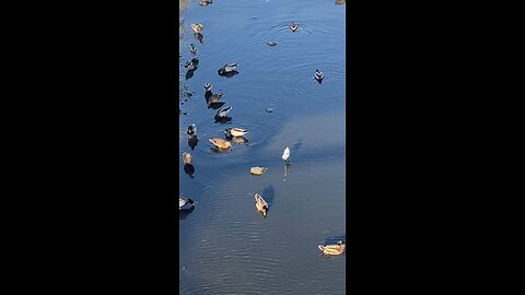 Mallard Ducks 🦆 & Egret #egret #mallardducks #shorts #followme #trending