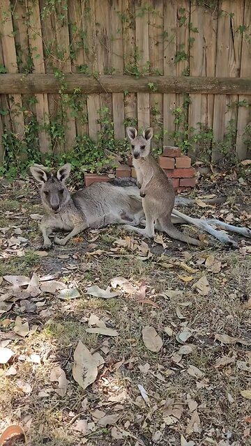 Australian kangaroos