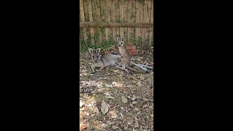 Australian kangaroos