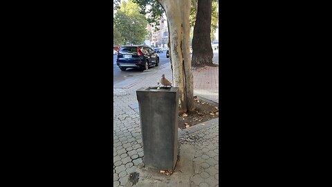 Cute Moment! Adorable Bird Drinking Water in Stunning Nature! 🐦💧