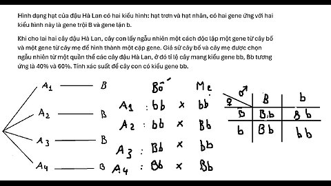 Toán 12: Xác suất có điều kiện: Hình dạng hạt của đậu Hà Lan có hai kiểu hình: hạt trơn và hạt nhăn,