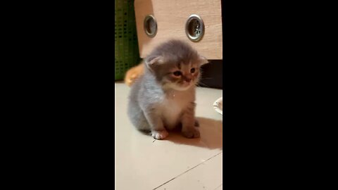 Cats available for sale #cat #catoftheday #catsofinstagram