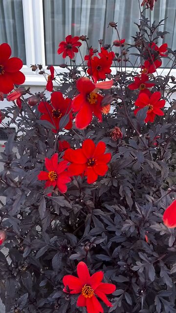 Flowers battle the cold