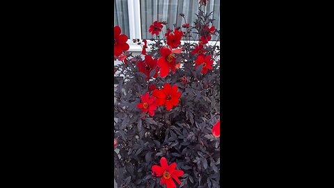 Flowers battle the cold