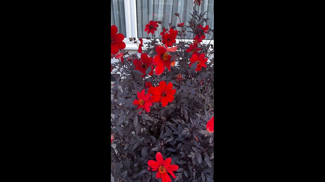Flowers battle the cold