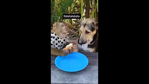 Fair deal monkey advantage using his hand 😂