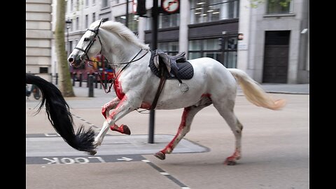 Runaway horses race through central London