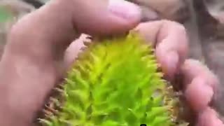 The Rarest Durian in the World—Have You Ever Seen This?