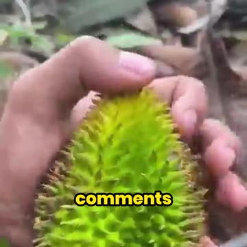 The Rarest Durian in the World—Have You Ever Seen This?