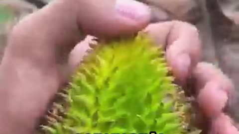 The Rarest Durian in the World—Have You Ever Seen This?