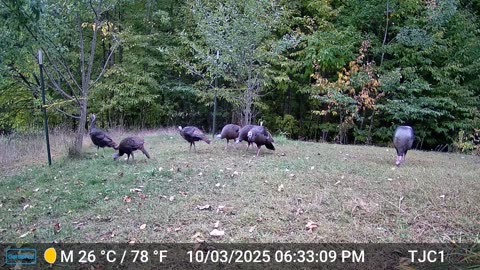 Turkey Flock