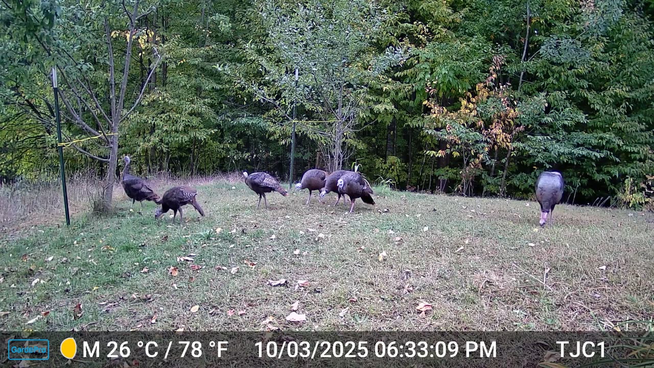 Turkey Flock