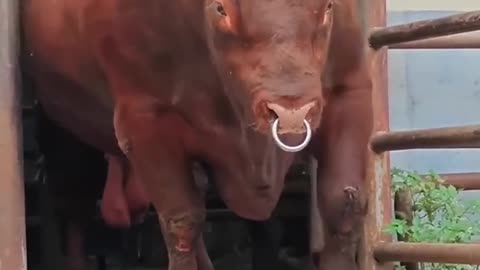 Baby Animals That Grew Into GIANTS!🐶