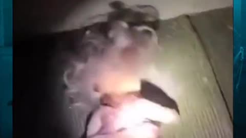 😨👁️ Did You See That? Unexplained Phenomenon Caught on Camera | TheHauntingHour