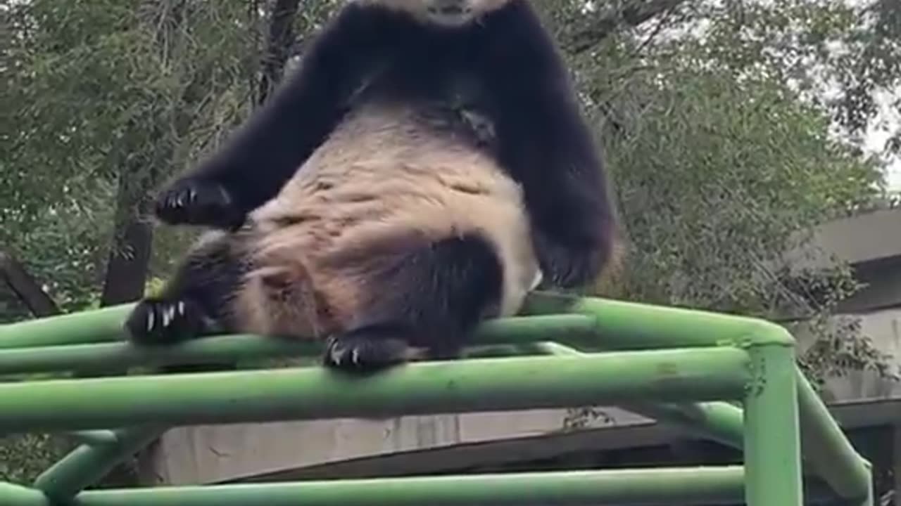 There’s no way these things survived in the wild