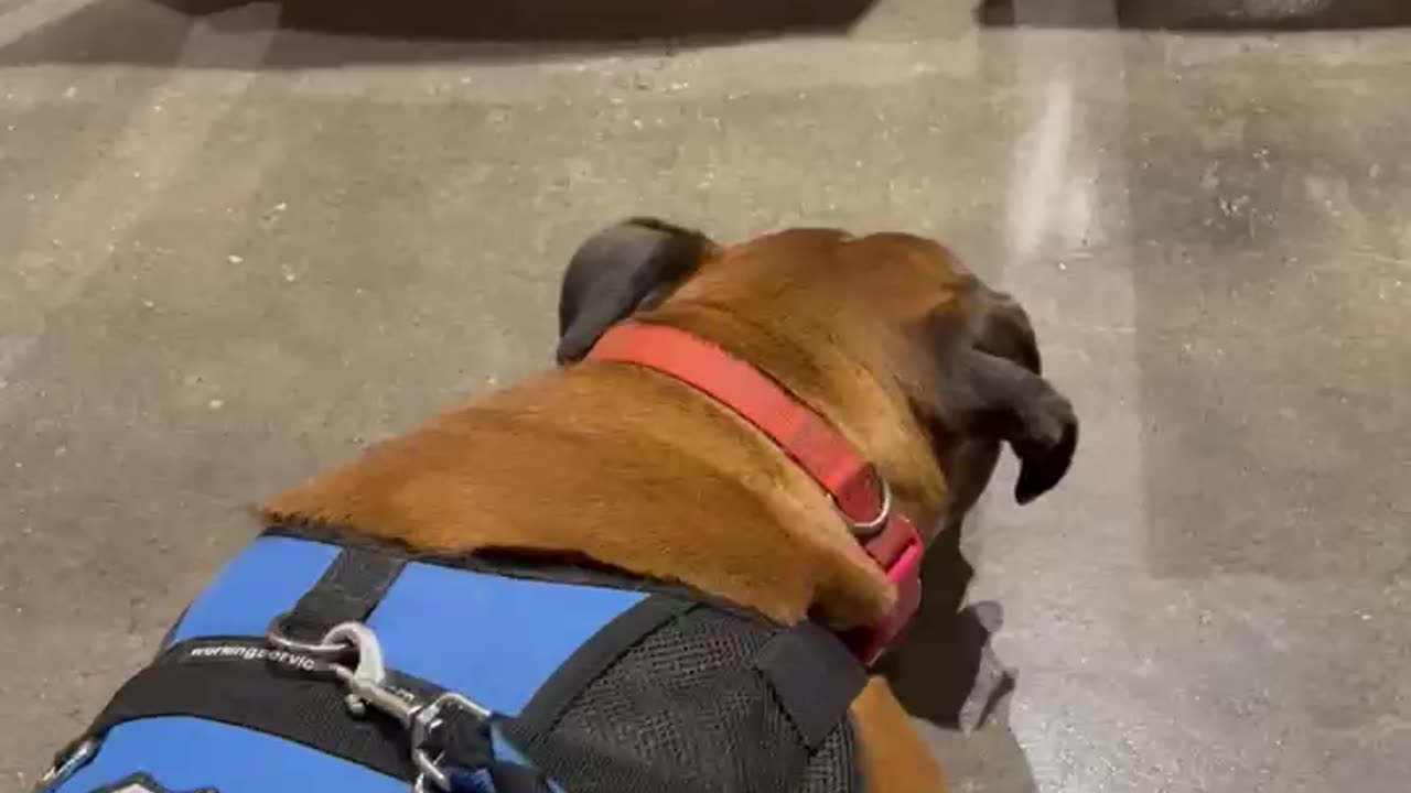 Leroy the service Wookie goes to church