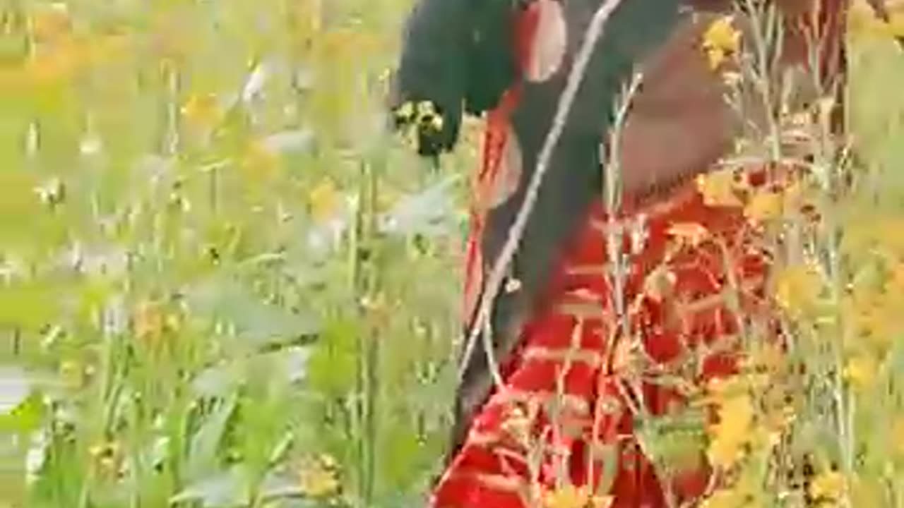 Badlel BA To Manva ke