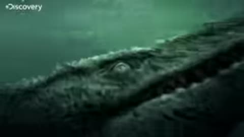 mosa shark attack