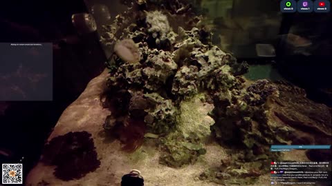 24/7 Real Live Reef Stream